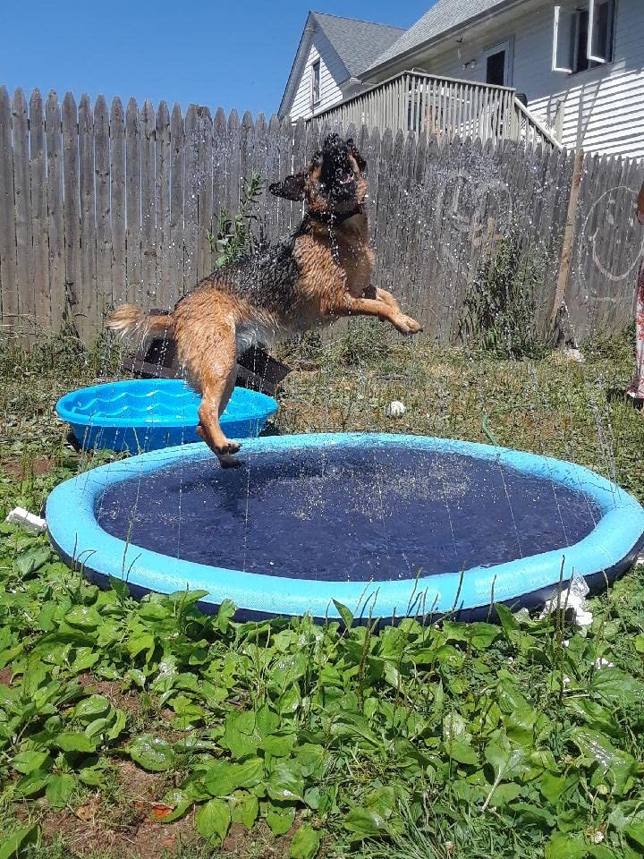 Luxara PawSplash™ - Ultimate Dog Splash Pad